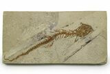 Fossil Salamander (Chelotriton) - Gračanica, Bosnia #377556-1